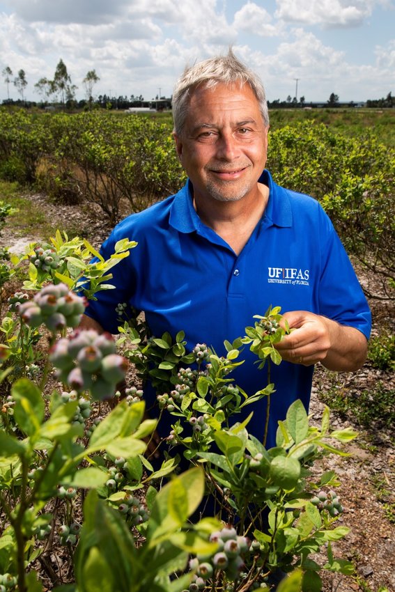 Doug Phillips, UF/IFAS statewide blueberry Extension coordinator, handles blueberries in a field.